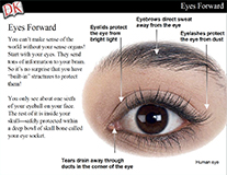Eye and Ear Cover Image