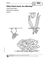 Explore Activity: What Plant Parts Are Missing?
