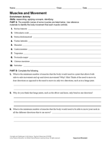 Activity: Muscles and Movement