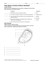 How Does a Human Embryo Develop?