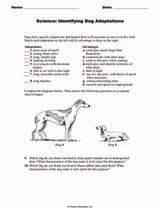 Science: Identifying Dog Adaptations